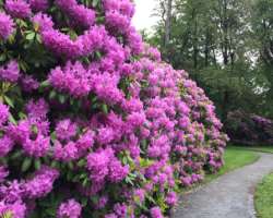 You can also have a look at the beautiful Rhododendrons located in the garden.